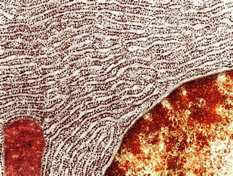 Rough Endoplasmic Reticulum Photograph by Ammrf, University Of Sydney - Pixels
