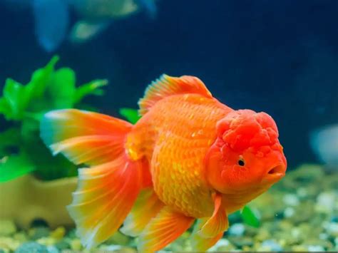 Koi vs Goldfish Guide: Differences, Similarities, and How to Choose Between Them - Backyard Pond ...
