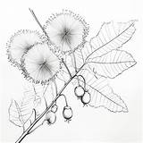 Premium AI Image  Black And White coloring Picture Of A mimosa sketch template