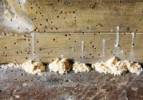 How to Prevent and Kill Woodworms and Woodboring Beetles – Tomahawk Power