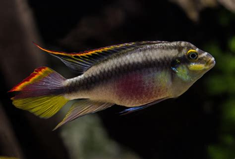 Kribensis Cichlid: Everything You Need To Know - Badman's Tropical Fish