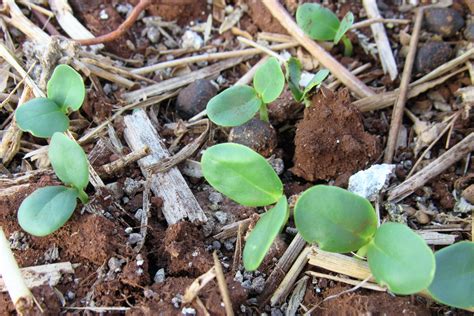 GUAR SEED - Molokai Seed Company