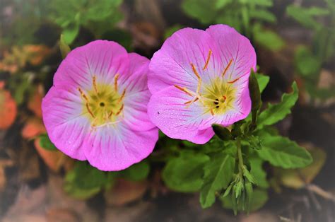 20,000+ Free Texas Wildflowers & Texas Images - Pixabay