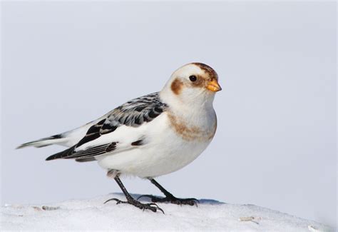 Wild Profile: meet the snow bunting - Cottage Life