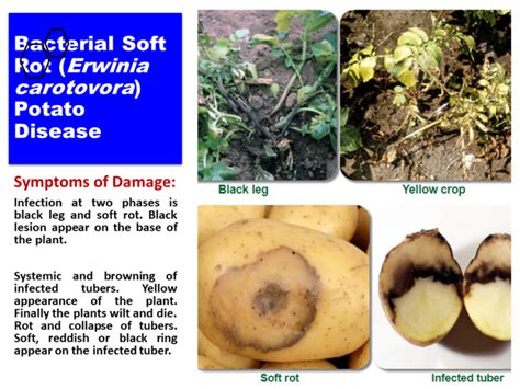 Bacterial Soft Rot (Erwinia carotovora) Potato Disease