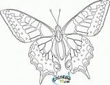 Free Printable Coloring Pages Adults Only Download  sketch template