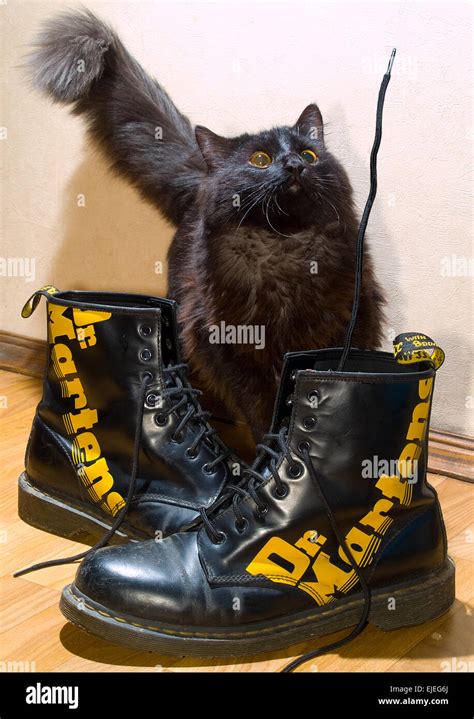 The cat with boots Stock Photo - Alamy