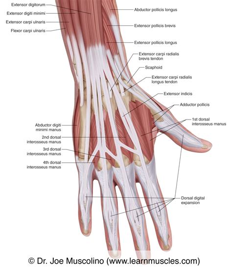 Muscles of the Posterior Hand - Superficial View - Learn Muscles