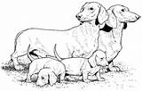 Wiener Dog Coloring Pages At GetColoringscom  Free Printable sketch template