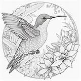 Hummingbirds 40 Printable Coloring Pages Instant Download  Etsy sketch template