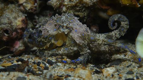 Blue Ringed Octopus | Great Southern Reef