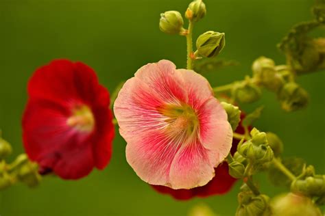 Planting the Rainbow: Incorporate Plants Into Your Garden Based On the Color of the Blooms ...