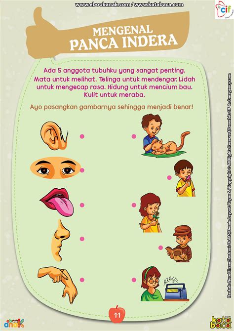 Mengenal Panca Indera | Pendidikan dasar, Disiplin anak, Pendidikan ...