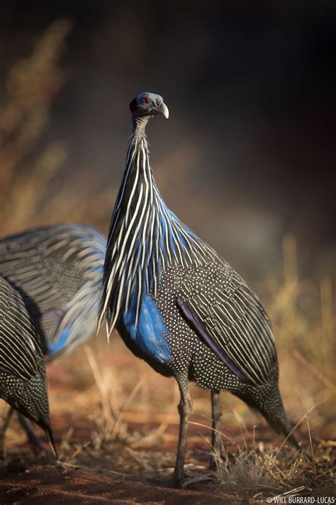 Vulturine Guineafowl | Will Burrard-Lucas