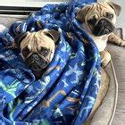 Rise and shine : r/pugs