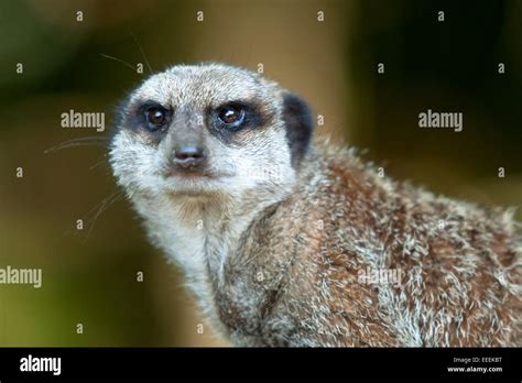 An alert meerkat Stock Photo - Alamy