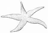 Free Printable Starfish Coloring Pages For Kids sketch template