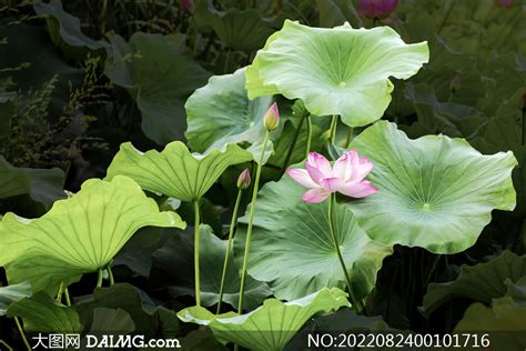 池塘中的荷花荷叶特写摄影图片_大图网图片素材