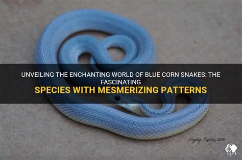 Unveiling The Enchanting World Of Blue Corn Snakes: The Fascinating Species With Mesmerizing ...