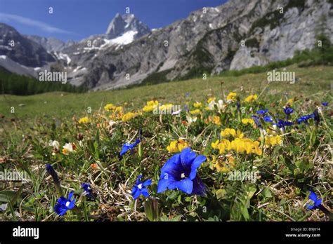 mountain-meadow flowers gentian Gentiana clusii alps alpine flowers alpine plants mountain ...