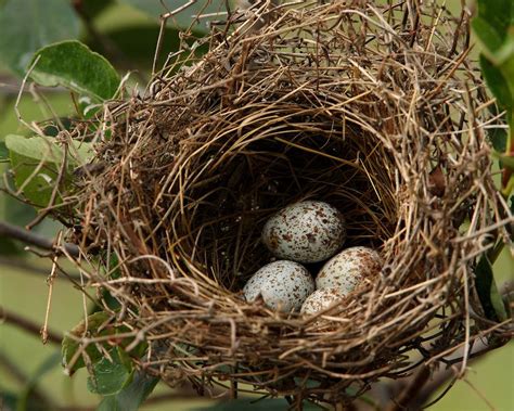 Cardinal Nesting Habits | Howard Cheek Photography | Cardinal birds, Nest, Bird nest