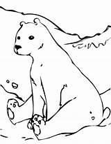 Polar Bear Playing Snow Coloring Page  coloring Pages bear sketch template