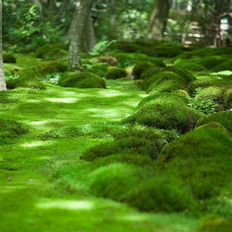 Bildergebnis für moos stein Jardim Natural, Moss Lawn, Moss Grass ...