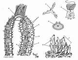 Sponges A Coloring Worksheet sketch template