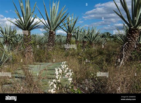 Agave Sisal Plantation, Yucatan, Mexico Stock Photo - Alamy