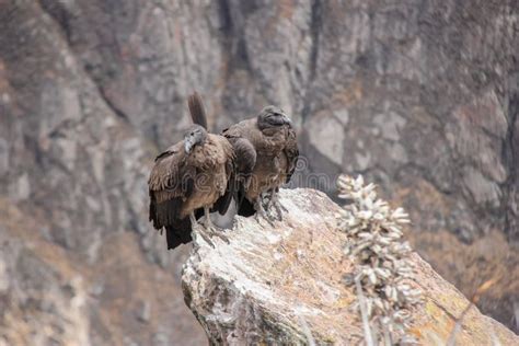 Condors in South America Sitting on a Rock Stock Image - Image of ...