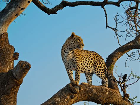 Animal Highlights from the 2013 Nat Geo Traveler Photo Contest » TwistedSifter