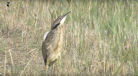 American Bittern Camouflages in the Reeds | Bird Academy • The Cornell Lab