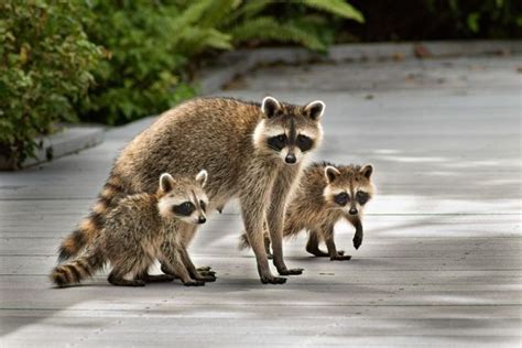 Raccoon Poop: Does It Carry Diseases And How Can We Dispose Of It? | Kidadl