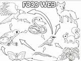 Food Chain Web Worksheet Coloring Pages Printable Biology Chains  sketch template