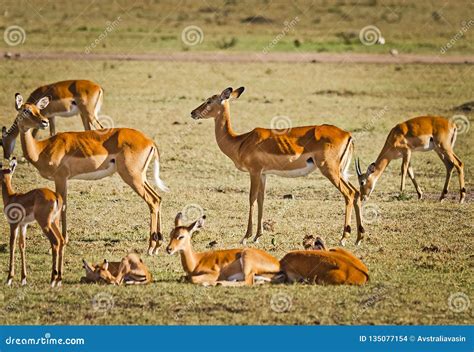 African Antelope. Wildlife Savanna in Africa Stock Photo - Image of ...