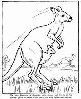 Free Printable Kangaroo Coloring Pages For Kids sketch template