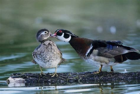 Somerset House - Images. FLORIDA WOOD DUCK INTERACTS WITH YOUNG OFFSPRING