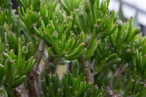 Crassula ovata 'Gollum' - BBC Gardeners World Magazine