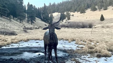 Colorado Parks and Wildlife rescue young bull elk stuck in the mud | KRDO