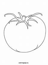 Tomato Coloring Page  Coloring Page sketch template