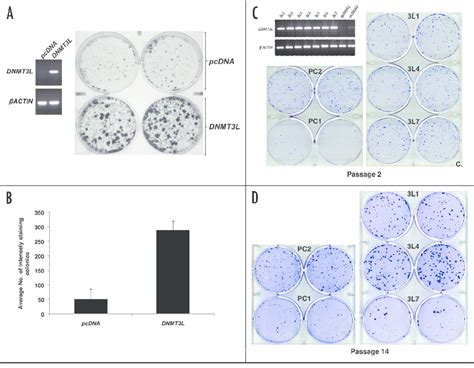 Clonogenic assay for DNMT3L-overexpressing HeLa cells. (A ...