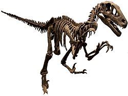 utahraptor_skeleton_namal_white_background | Gaston Design, Inc.