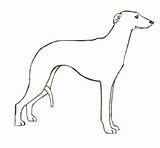Whippet Coloring Pages sketch template