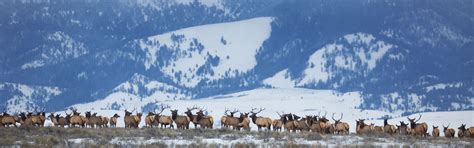 Elk Tracking | Montana FWP