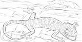 Printable Gecko Coloring Pages sketch template