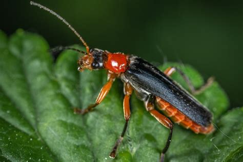 Black Cricket Spiritual Meaning and Symbolism (9 Omens)