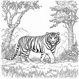 real tiger coloring Page Lulu Pages sketch template