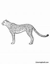 Cheetah Getdrawings Sketch Coloring Page sketch template