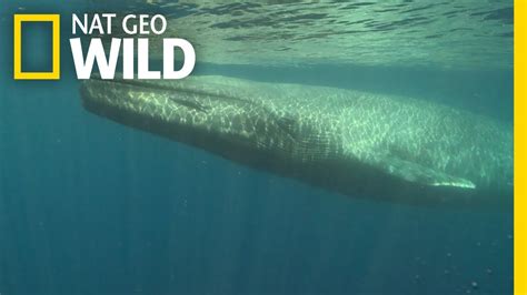 Blue Whales 101 | Nat Geo Wild - YouTube