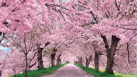 Japanese Cherry Blossom Wallpaper 1920x1080 (59+ images)